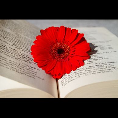 小田原の美容室でヘナカラーをするならEmbellirへ